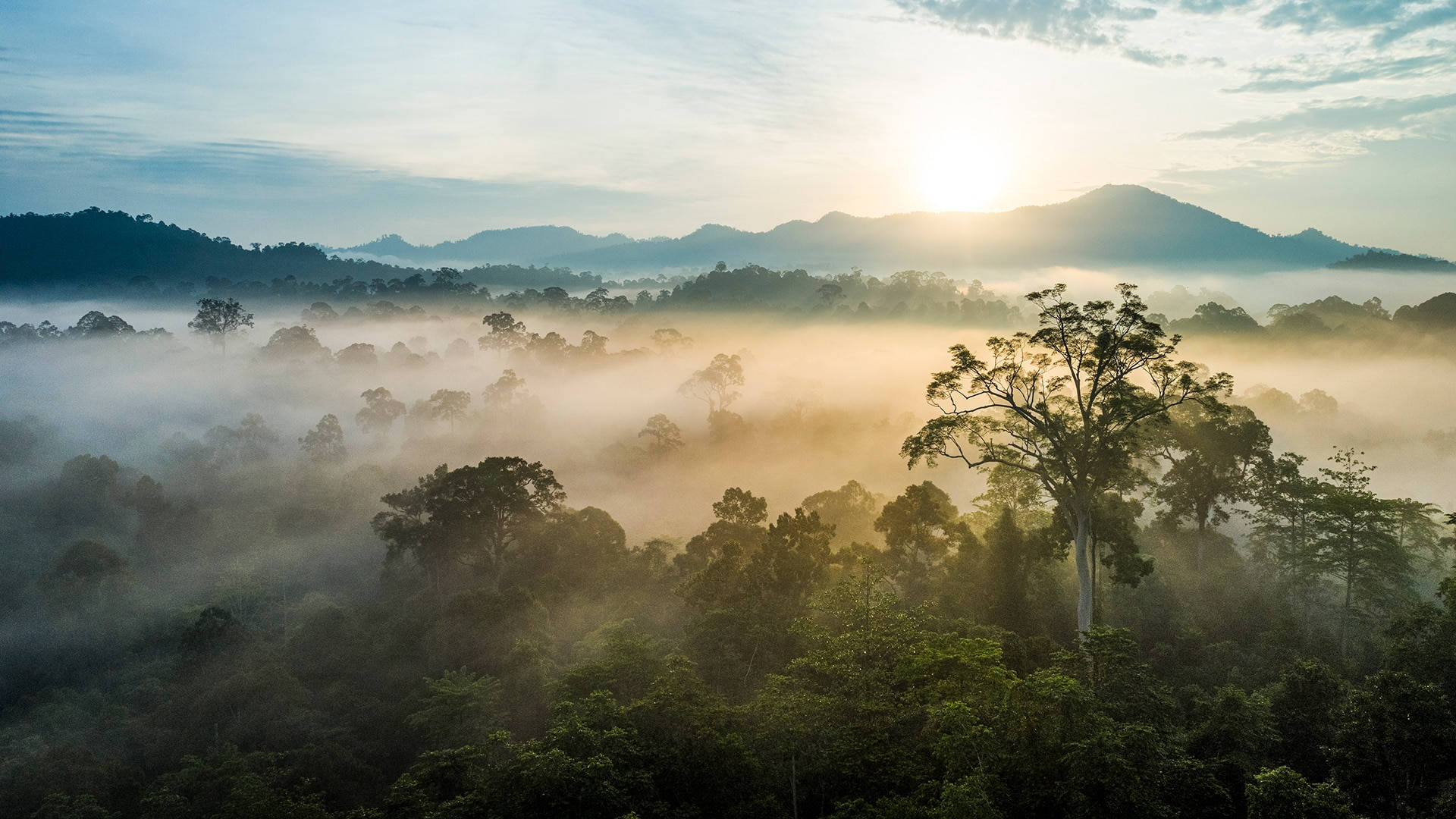 Antiguobosque Tropical De Borneo Fondo de pantalla