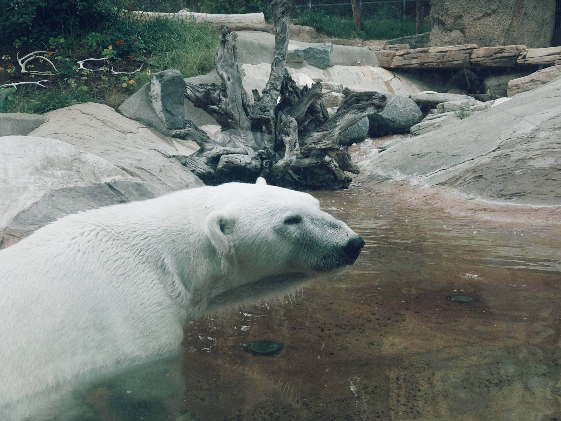 Old Polar Bear In Water