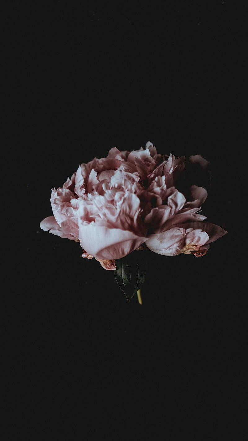 Rosaantigua Floral Oscuro Fondo de pantalla
