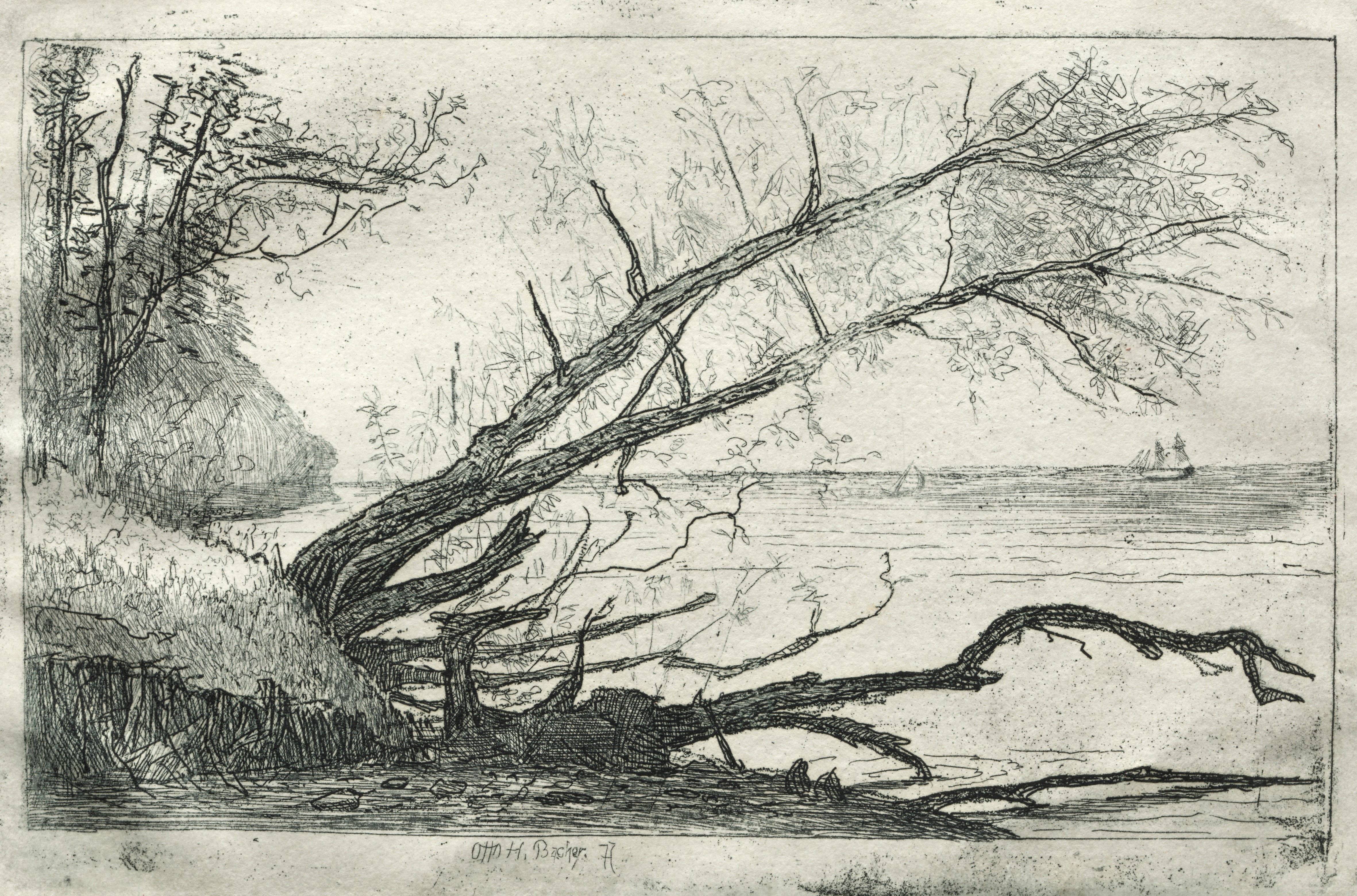 Old Sycamore Wallpaper