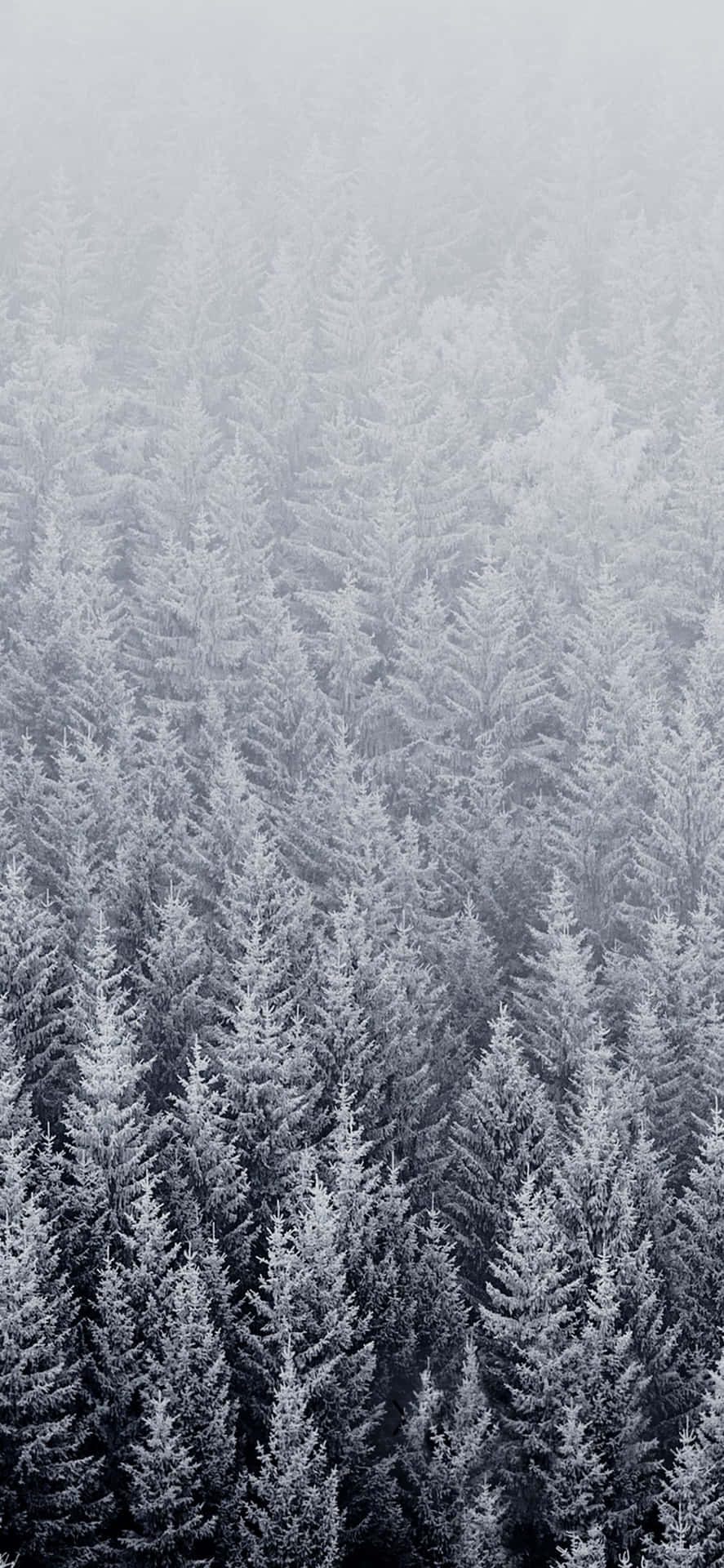 Gammel vinter gran skov skrivebord tapet Wallpaper