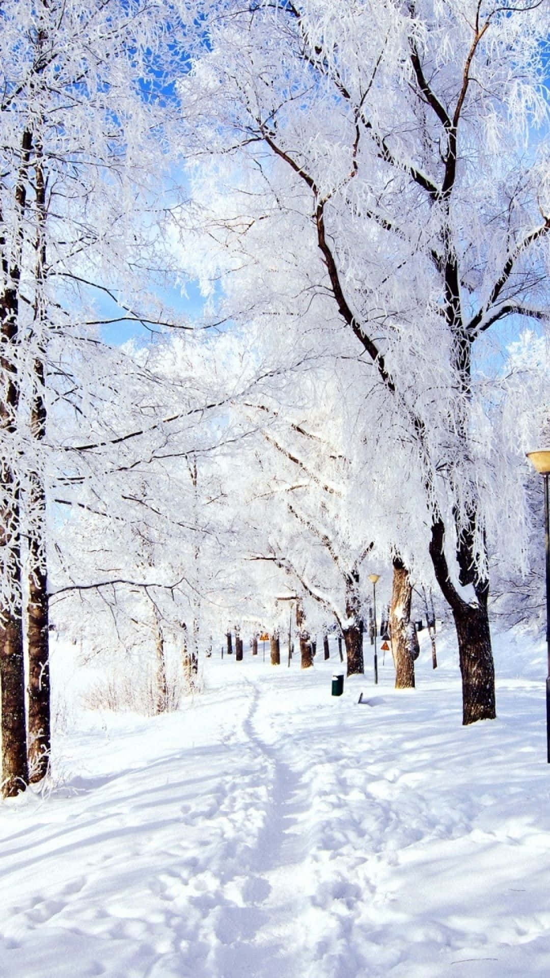 Old Winter White Trees Wallpaper