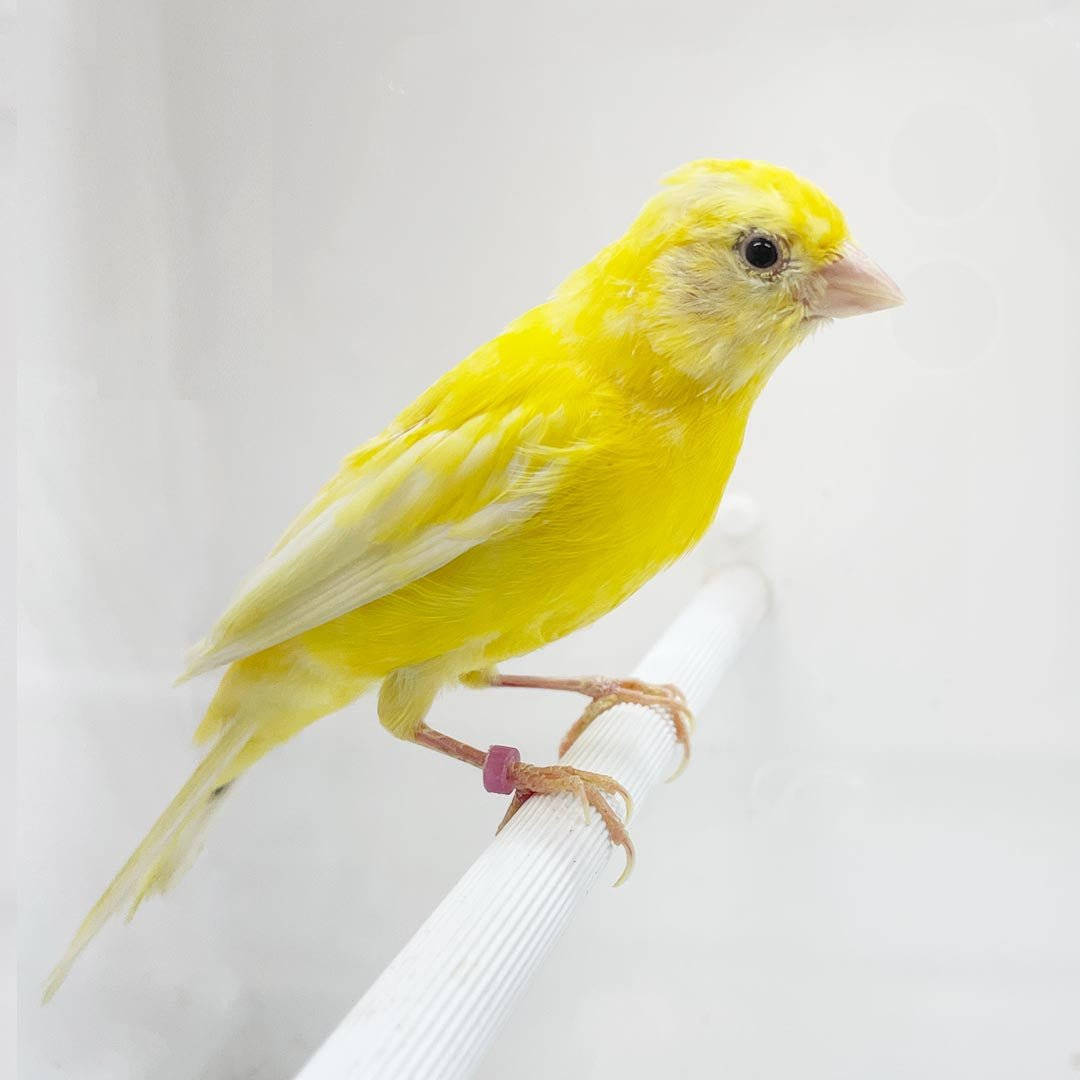 Old Yellow Canary Bird Wallpaper