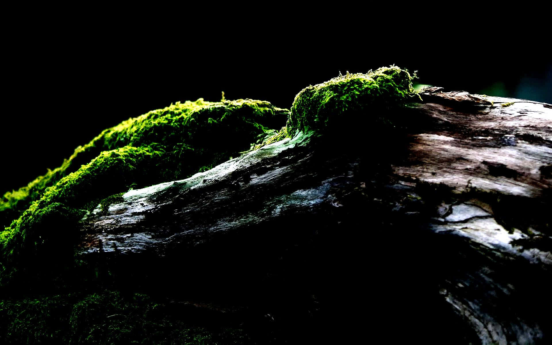 Wood Covered In Moss Oled Monitor Wallpaper