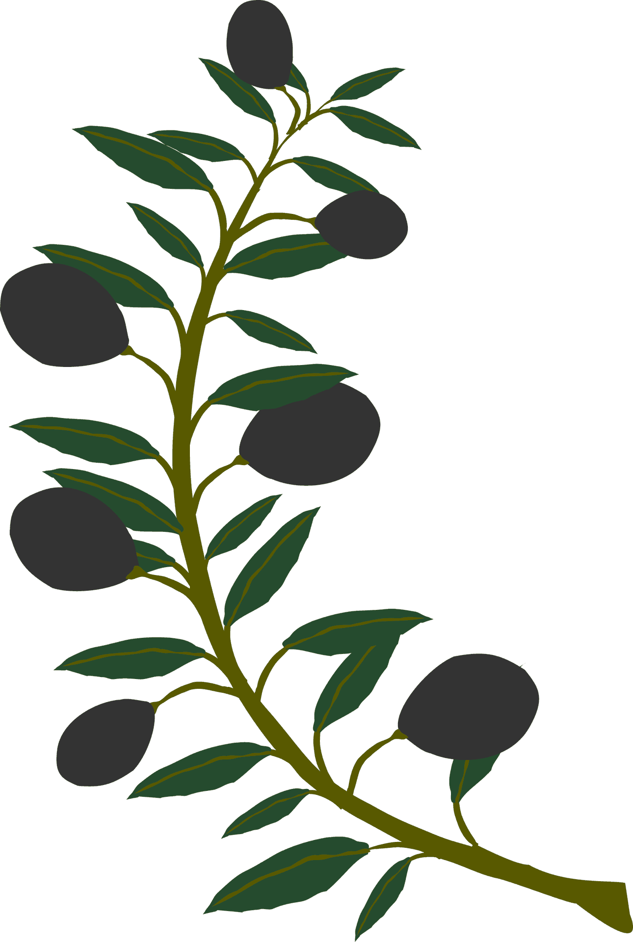 Olive Branch Illustration PNG
