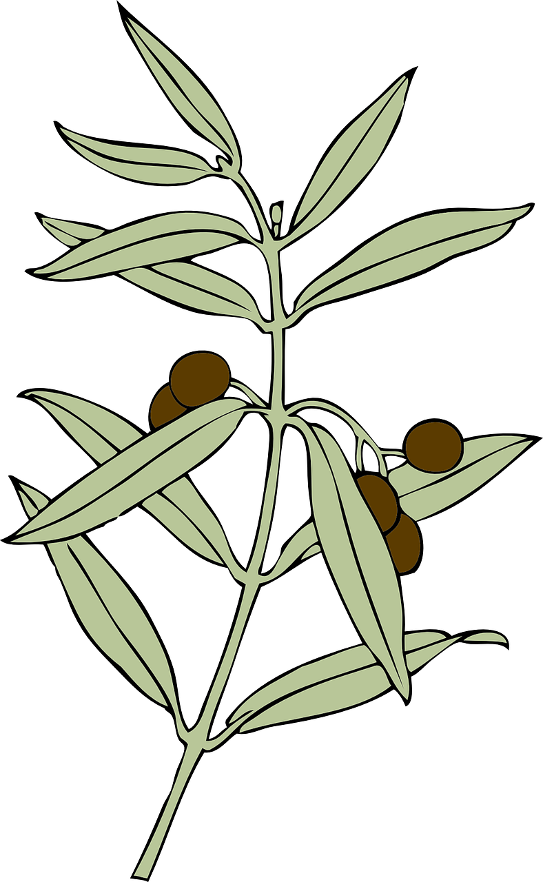Olive Branch Illustration PNG