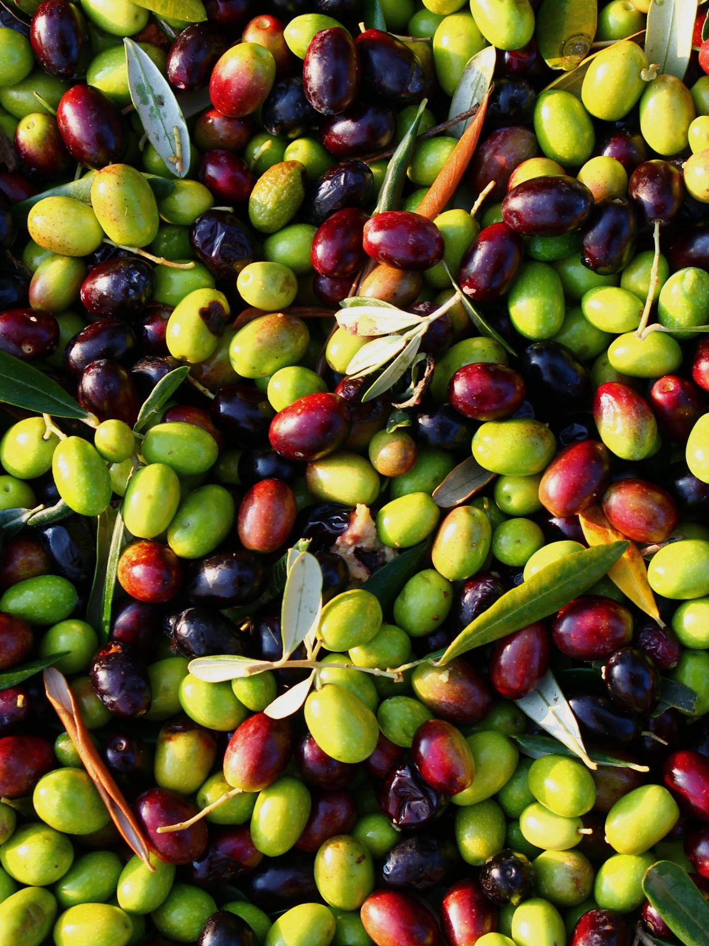 Olive Fruit In India Wallpaper