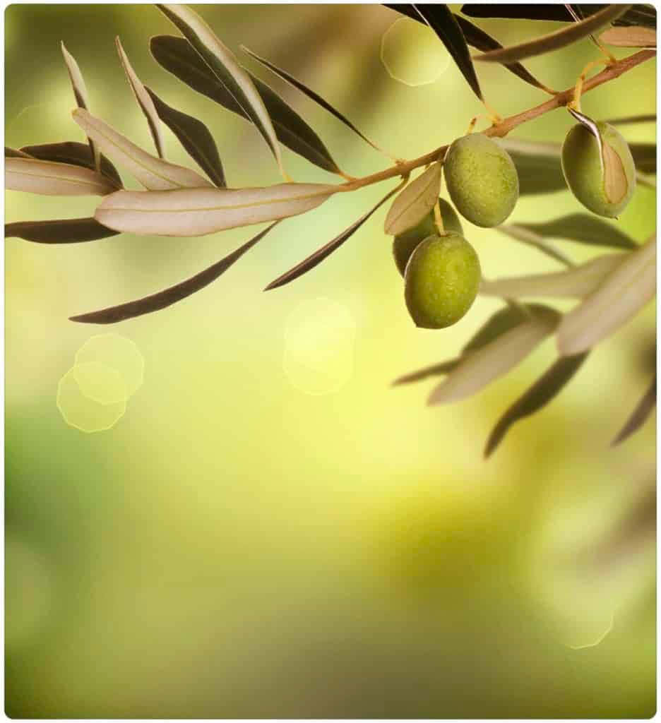 Olive Fruit In Green Background
