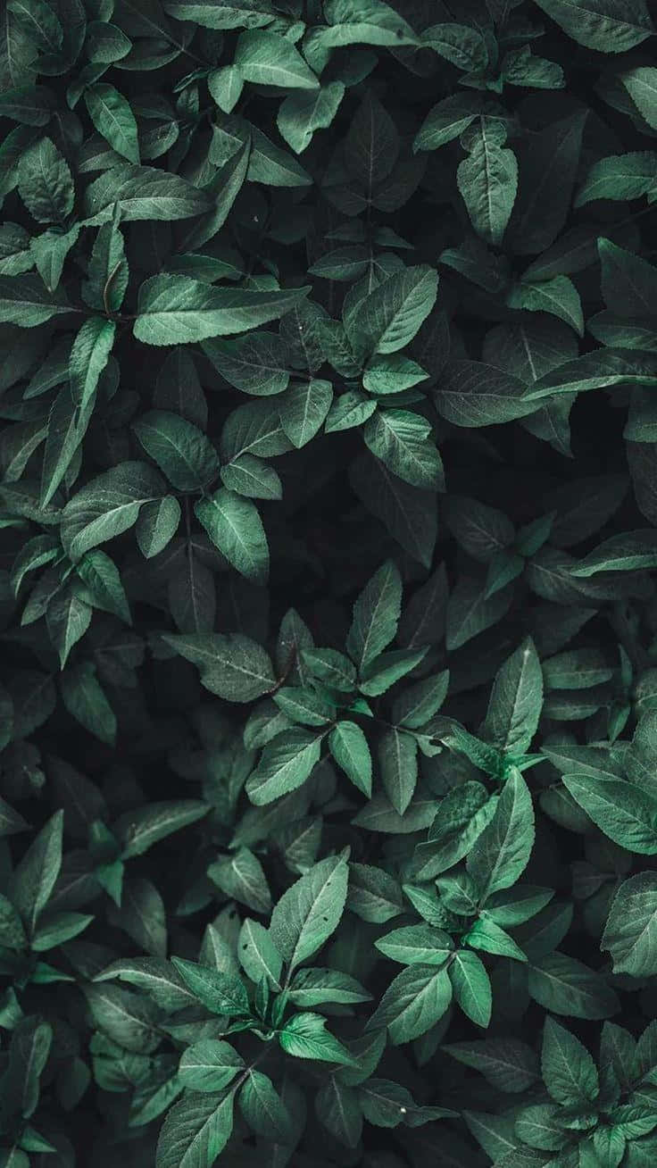 Olive Green Leaves Texture Wallpaper