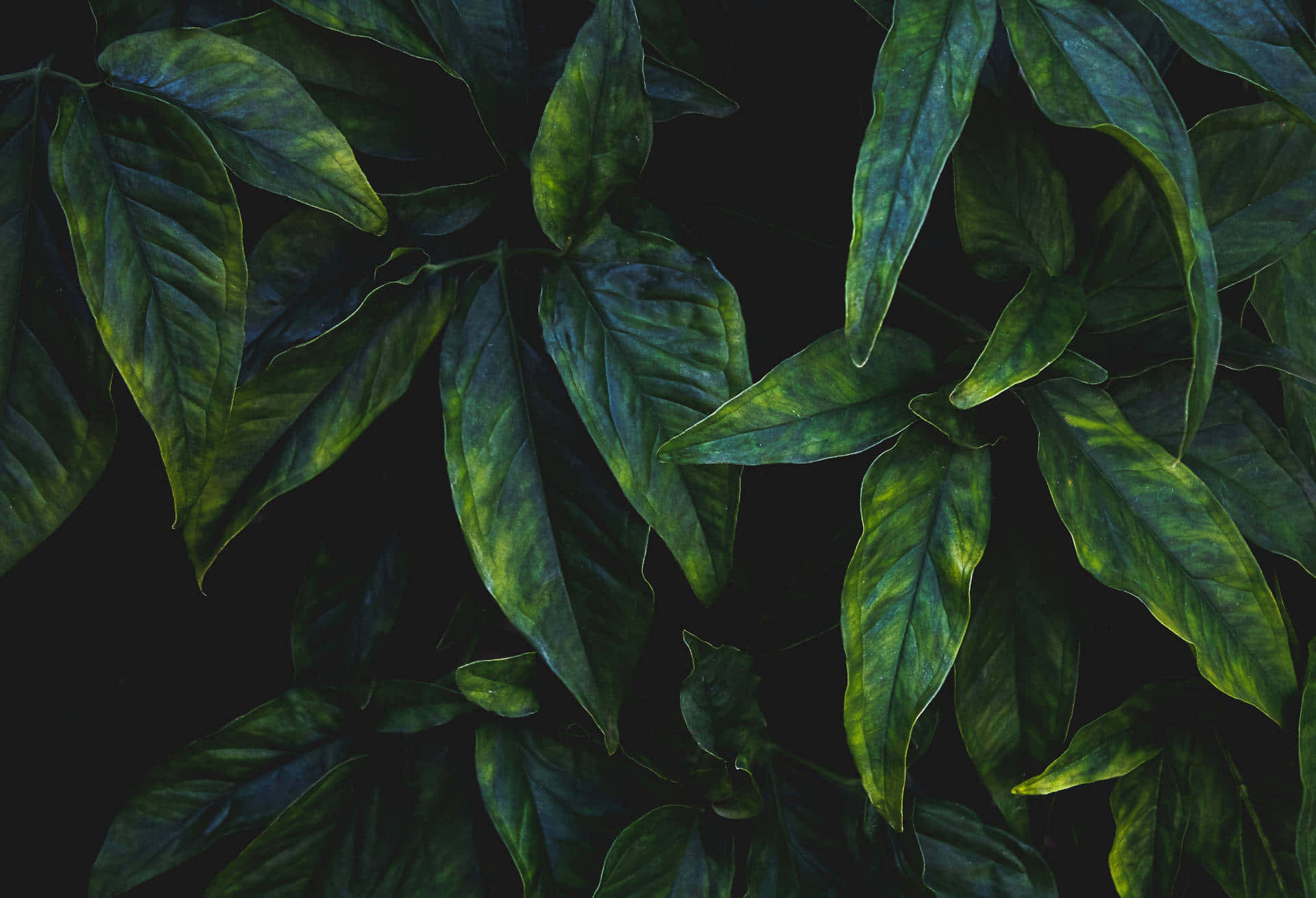 Olive Greenaesthetic Desktop Gorgeous Leaves Wallpaper