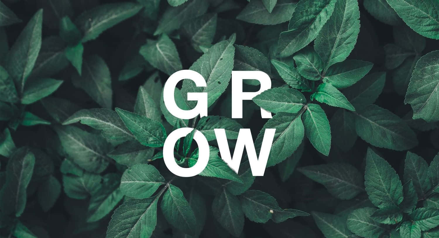 Olive Greenaesthetic Desktop Grow Wallpaper