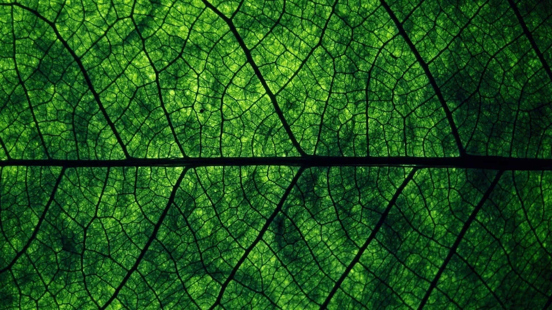 Olive Greenaesthetic Desktop Leaf Details Wallpaper