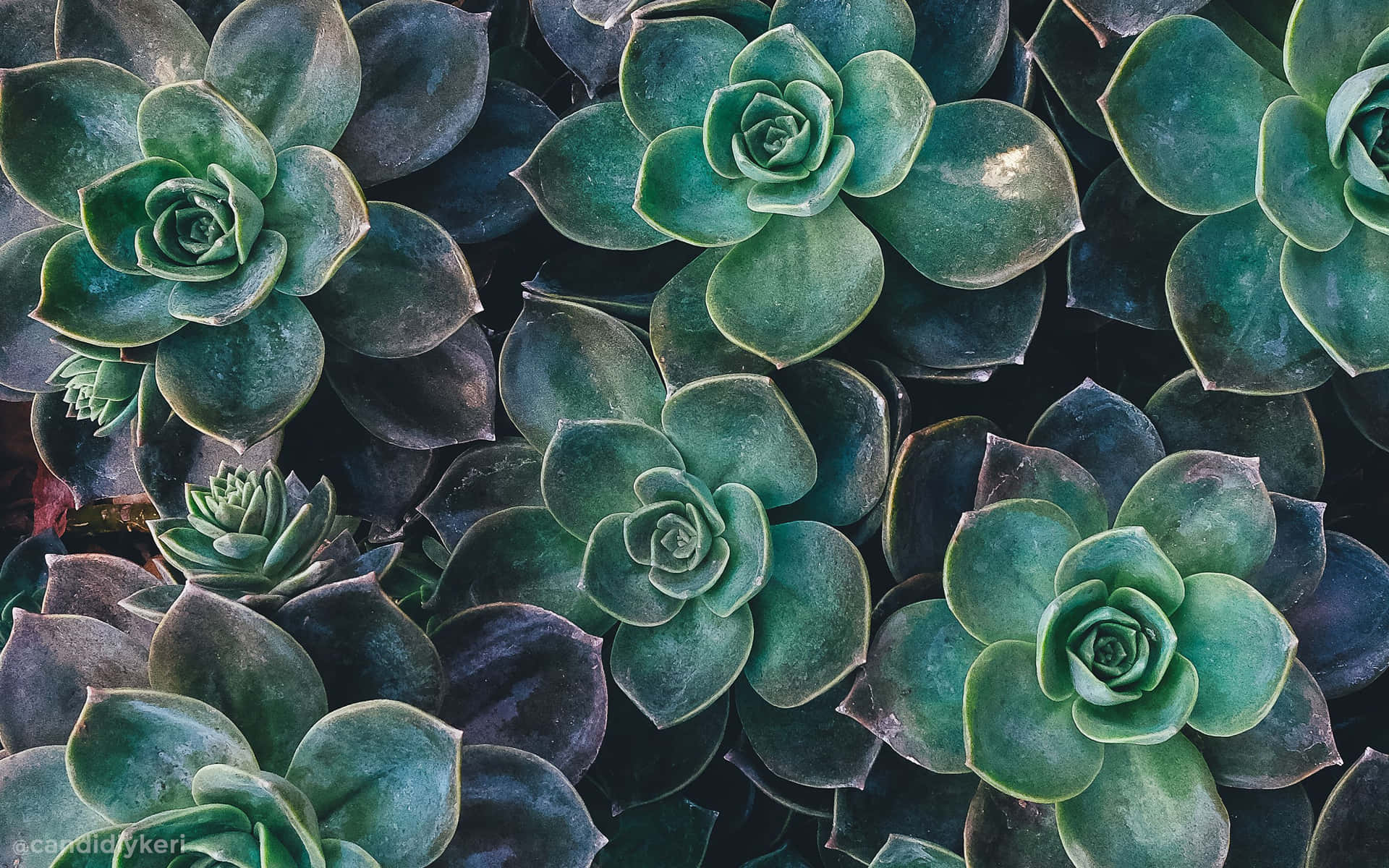 Aesthetic Succulents Wallpapers  Top Free Aesthetic Succulents Backgrounds   WallpaperAccess  Succulents wallpaper Cactus backgrounds Wallpaper  notebook