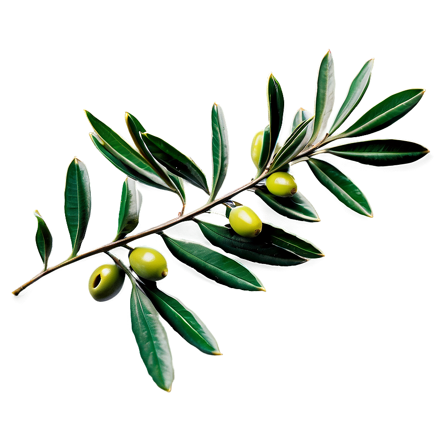 Olive Laurel Branch Png 06262024 PNG