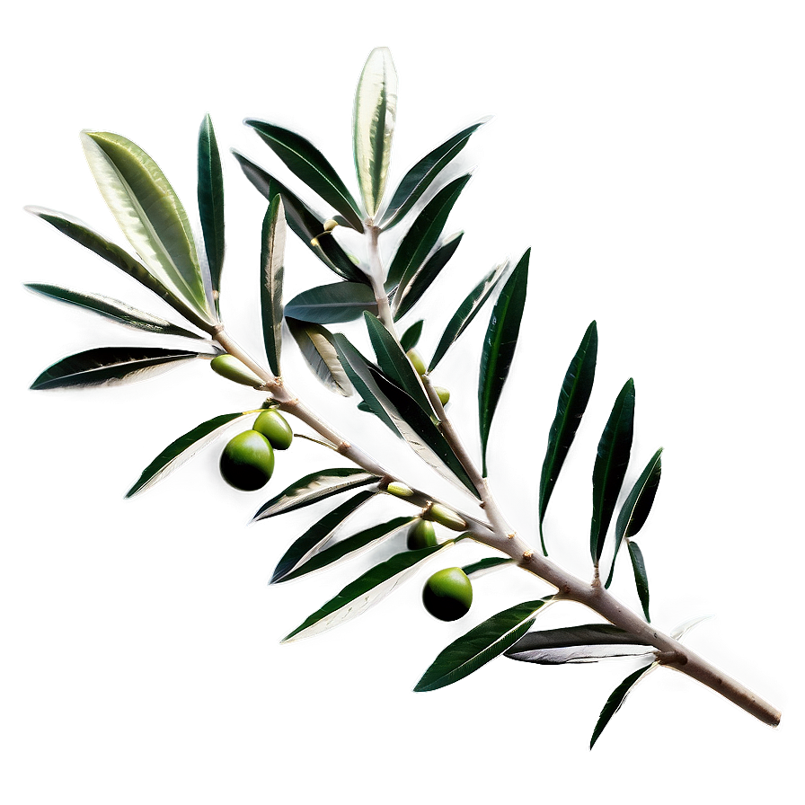 Olive Laurel Branch Png Njw76 PNG