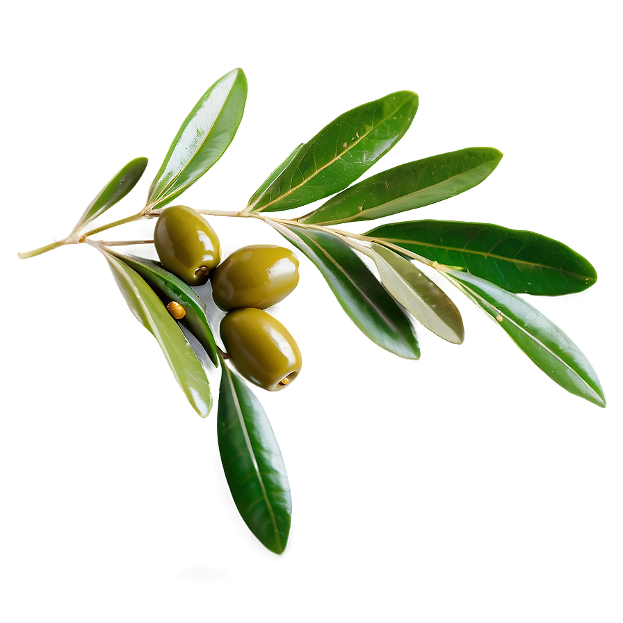 Olive Leaf Tea Png Ice95 PNG