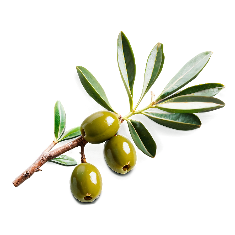 Olive Sprig Png 05242024 PNG