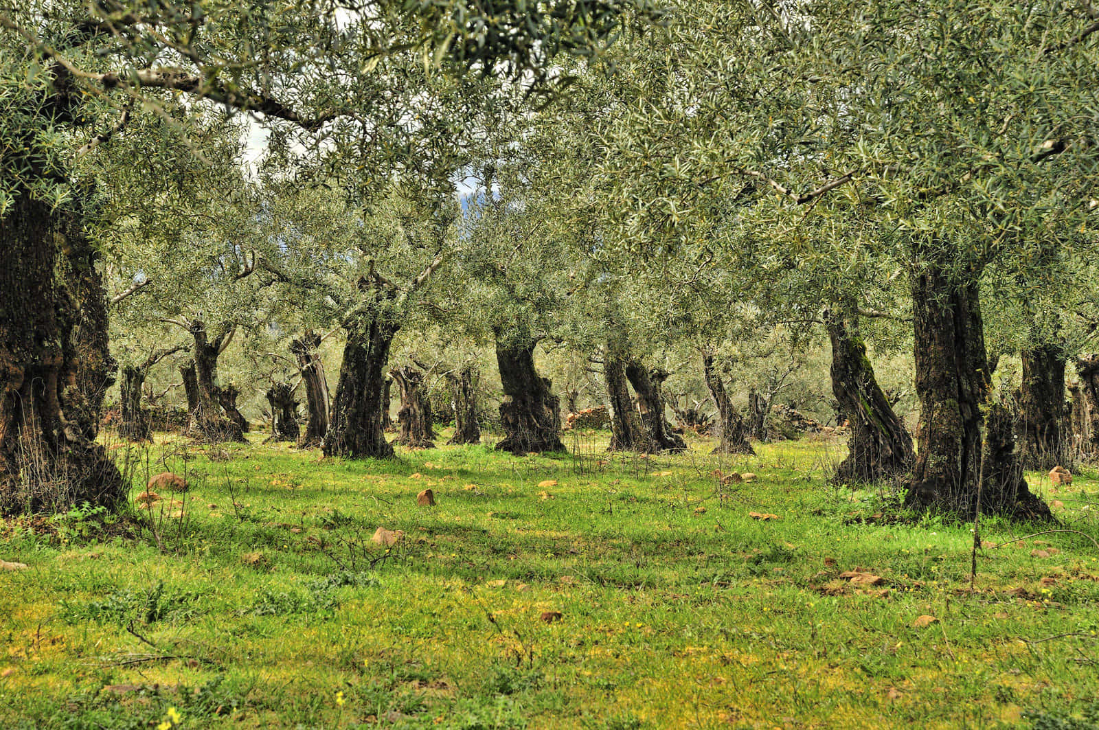 A Large Field Of Olive Trees Wallpaper