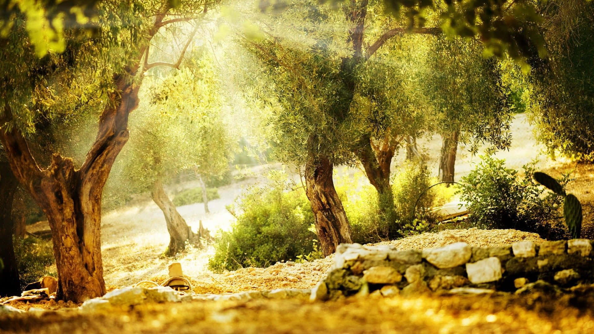 A Rich History of Olive Trees Wallpaper