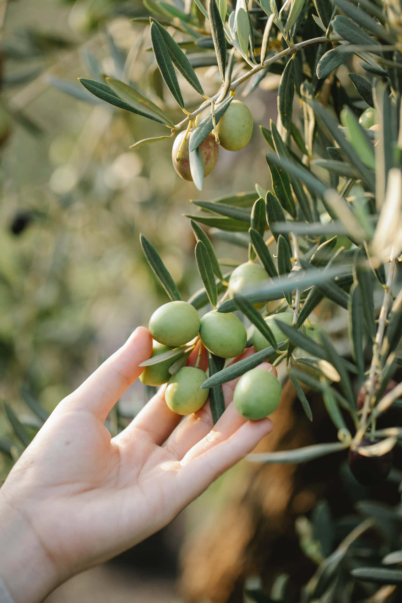 A Woman's Hand Picking Olives From An Olive Tree Wallpaper