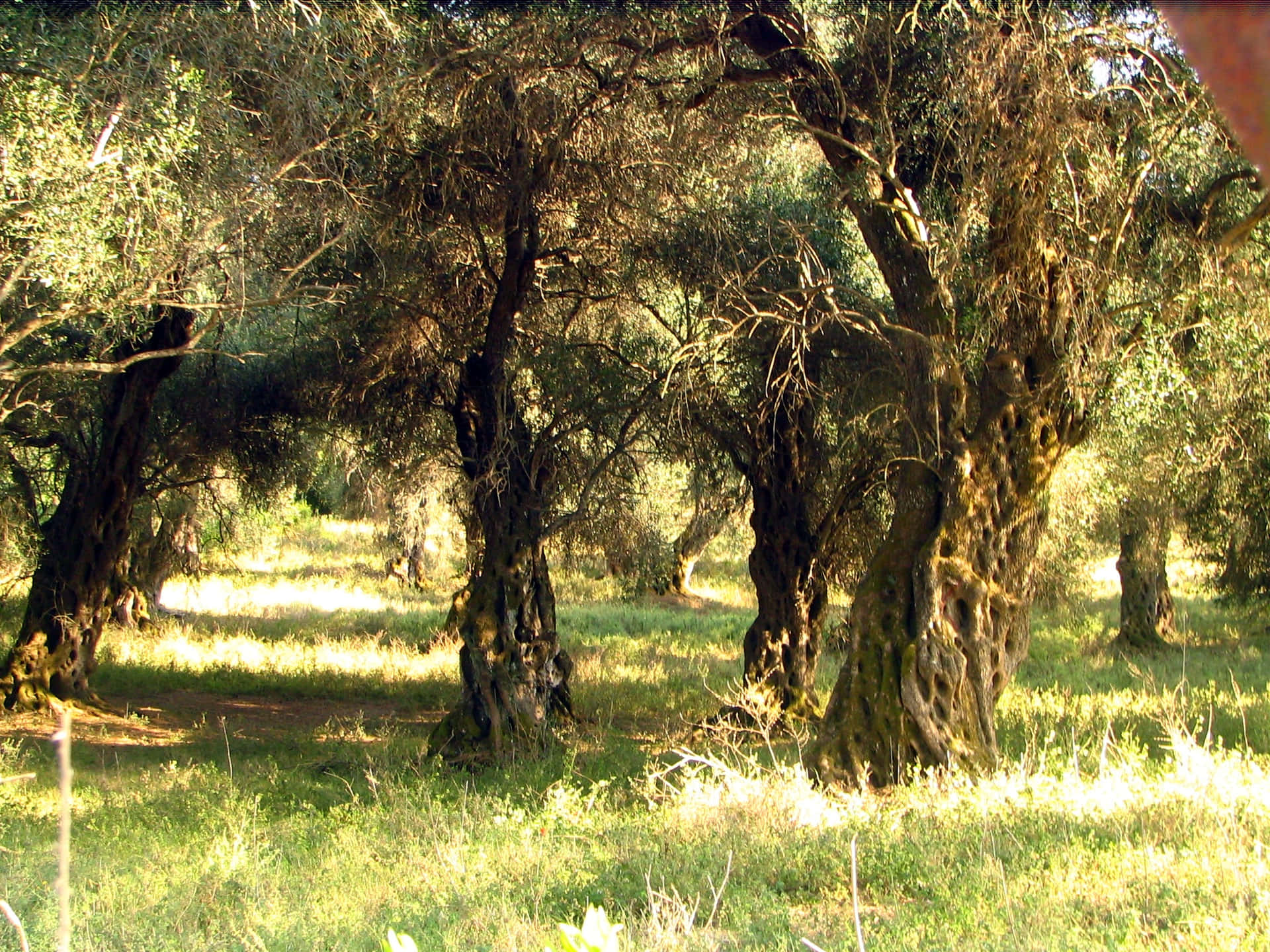 Majestic Olive Tree Wallpaper