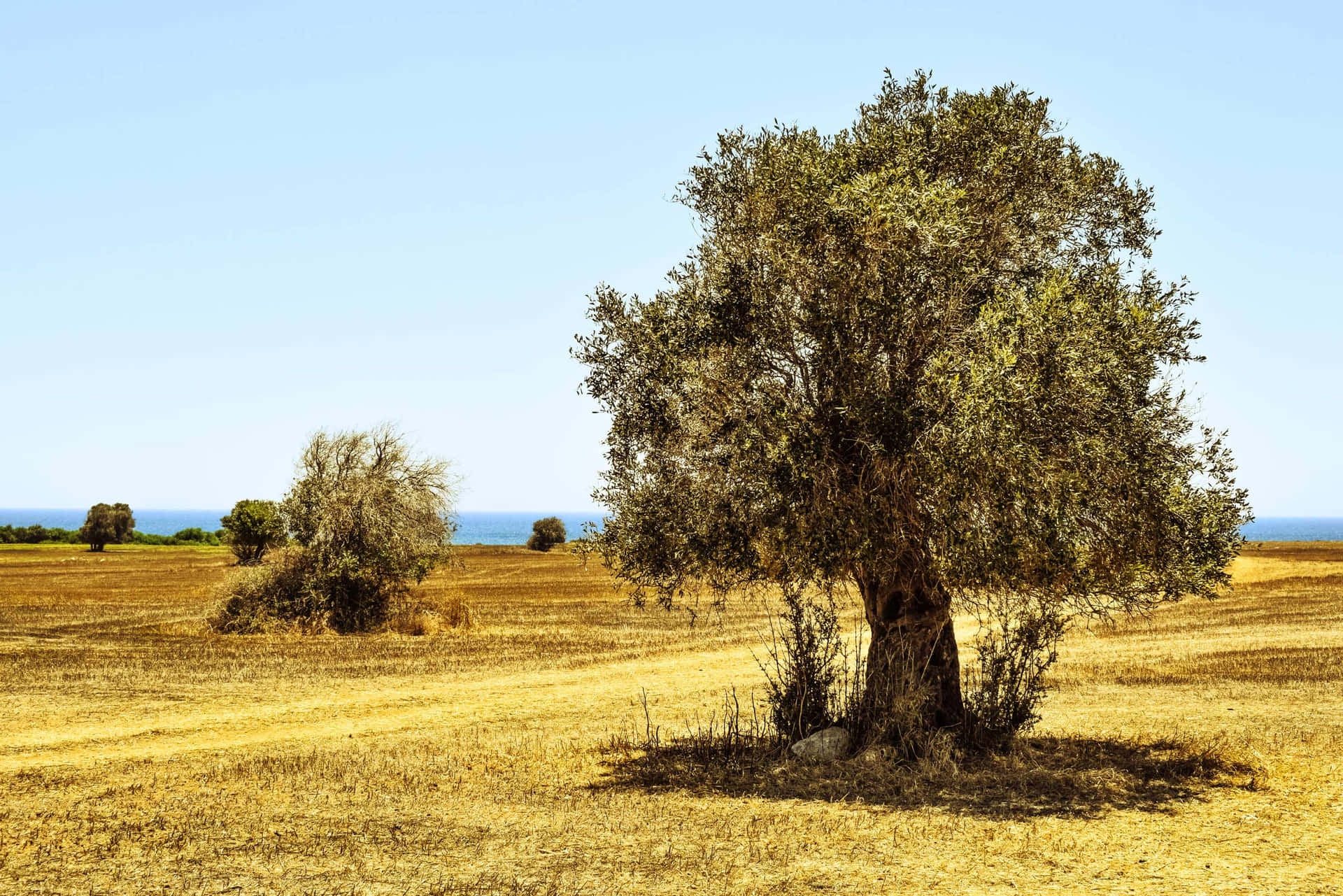 A Single Tree In A Field Wallpaper