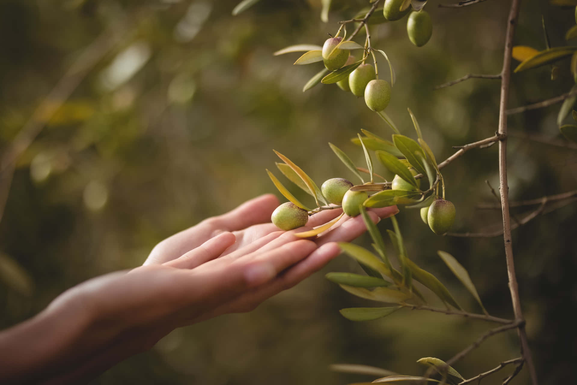 Einefrauenhand, Die Nach Einem Olivenbaum Greift Wallpaper