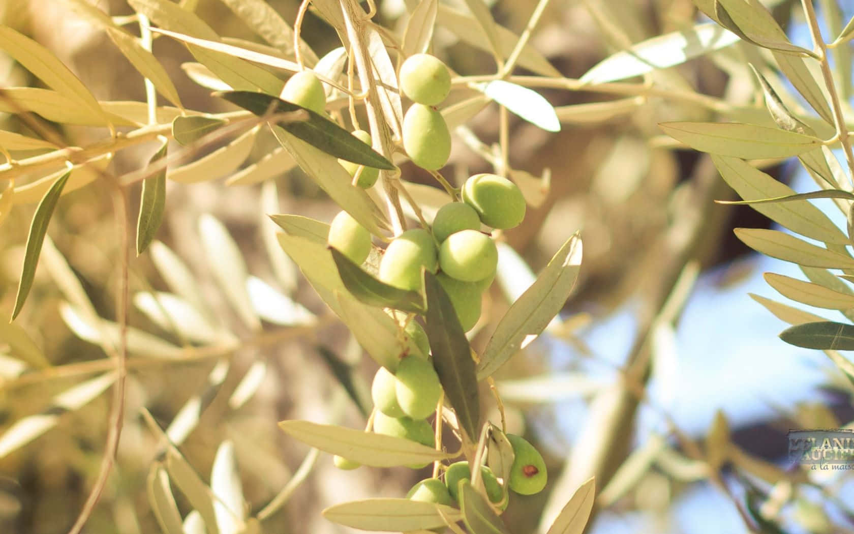 The Timeless Beauty Of An Olive Tree Wallpaper