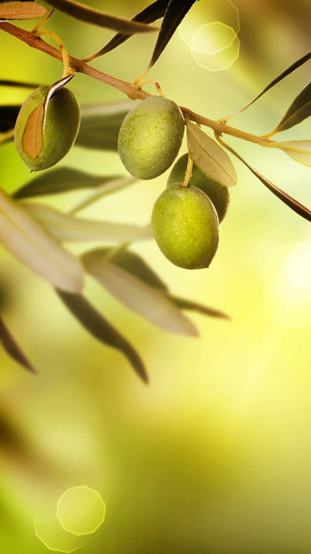 En oliven træ omgivet af naturen Wallpaper