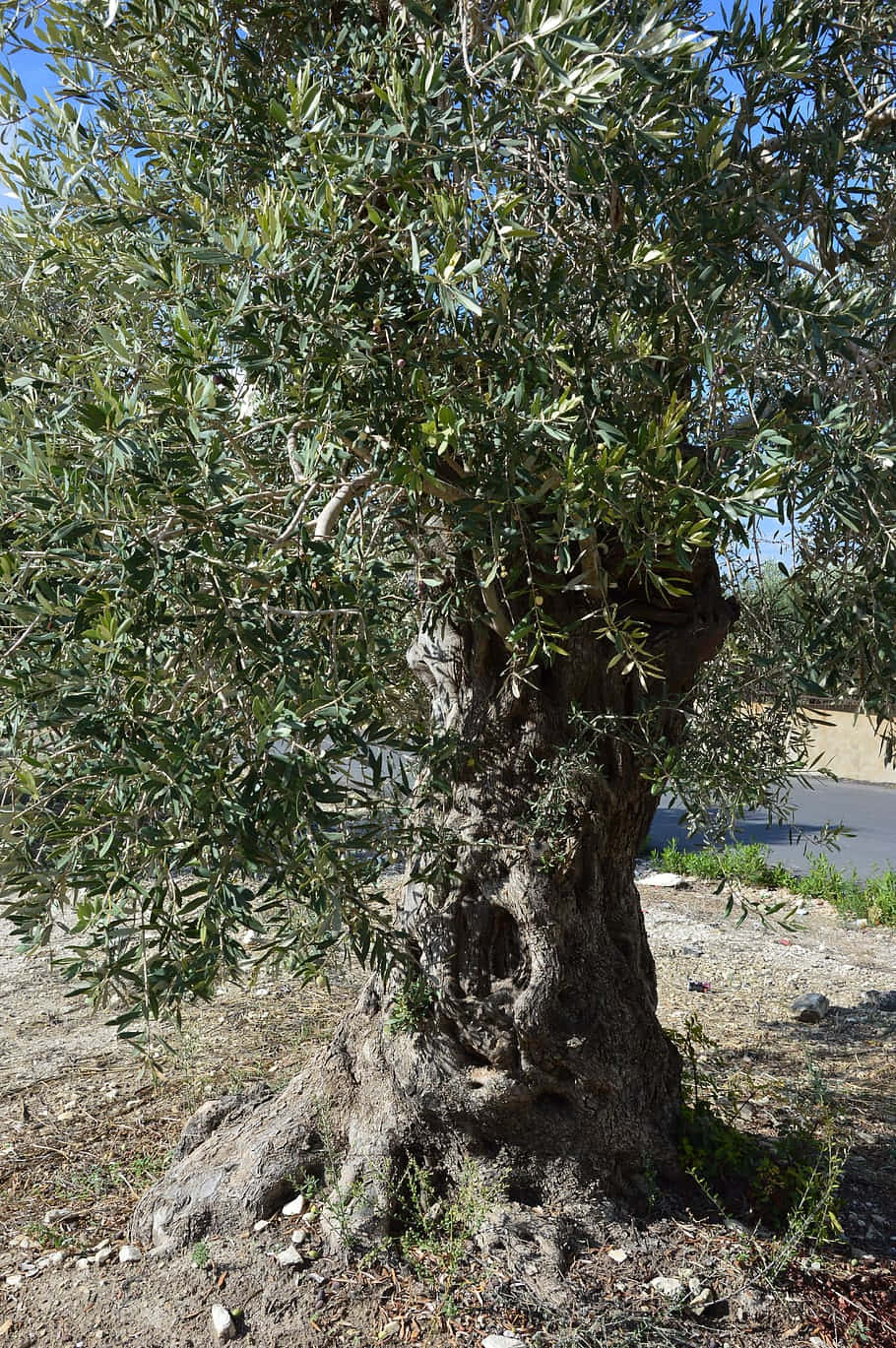 Enfantastisk Olivträd I Naturen. Wallpaper