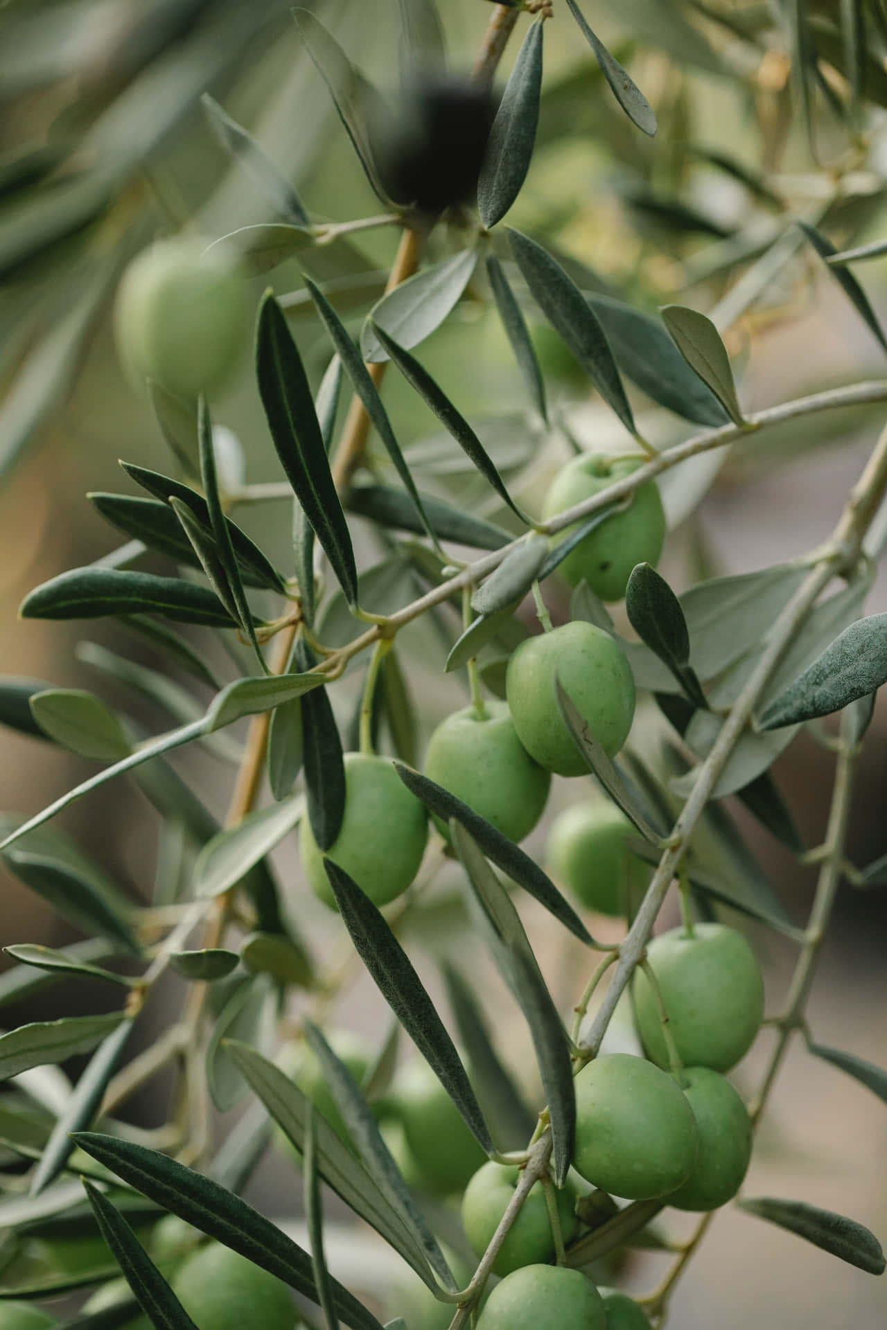 Organic olive tree standing tall in a field of green. Wallpaper