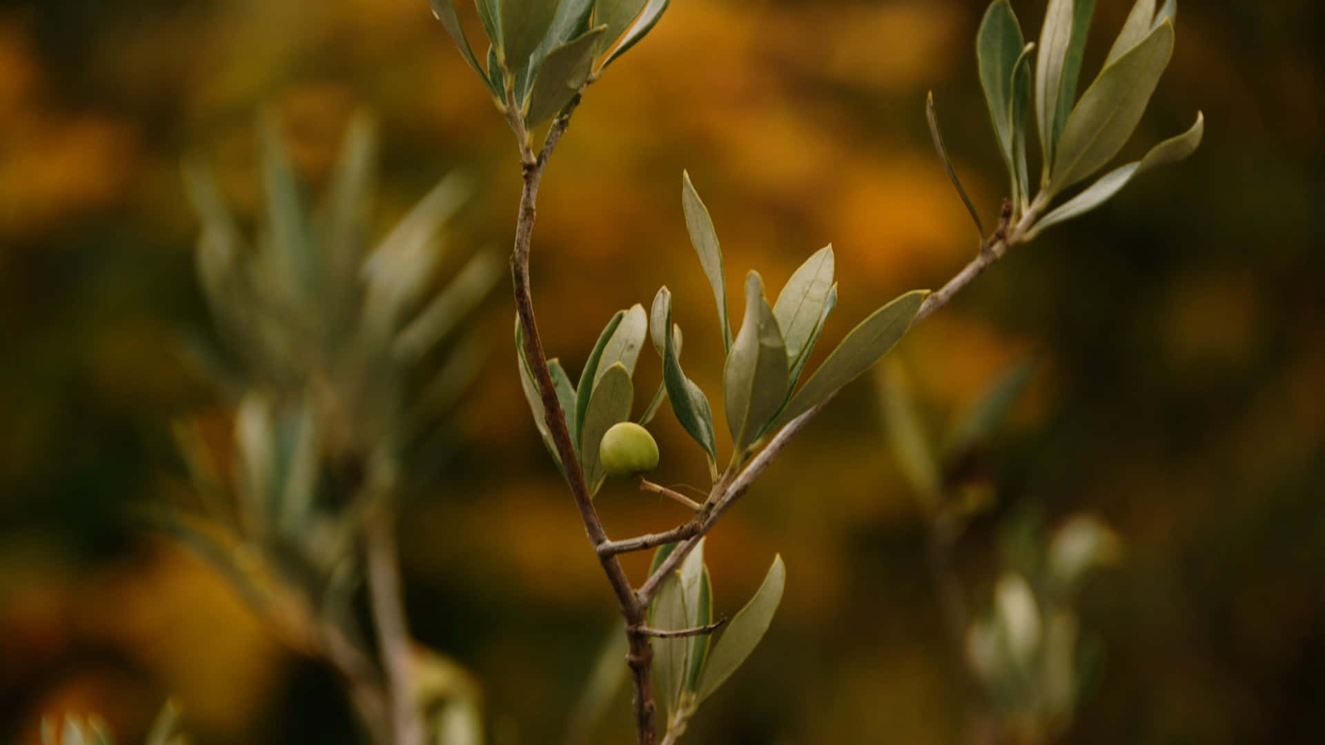 Olive Tree In The Autumn Wallpaper