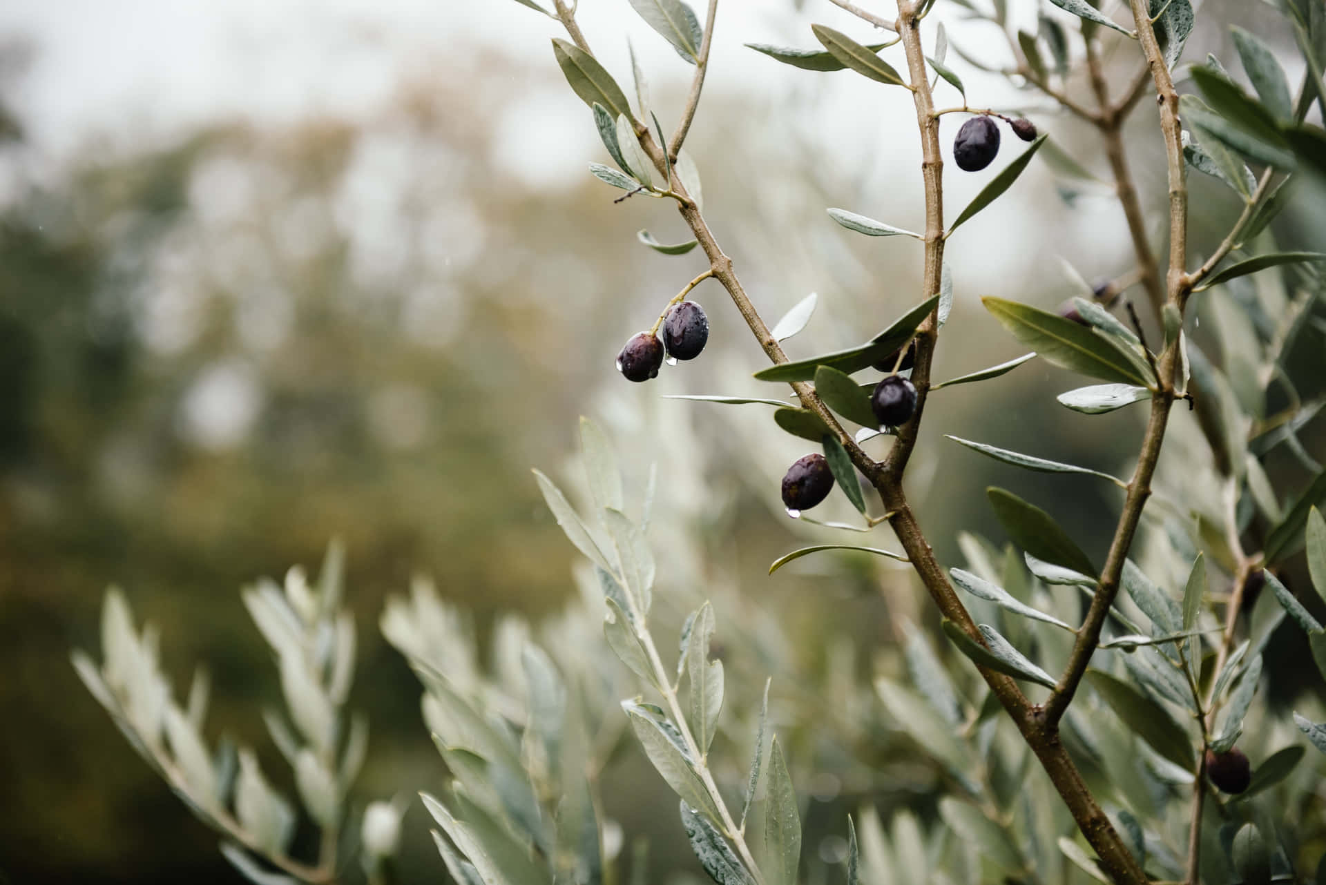 A weather-beaten olive tree overlooking a tranquil Mediterranean sea. Wallpaper