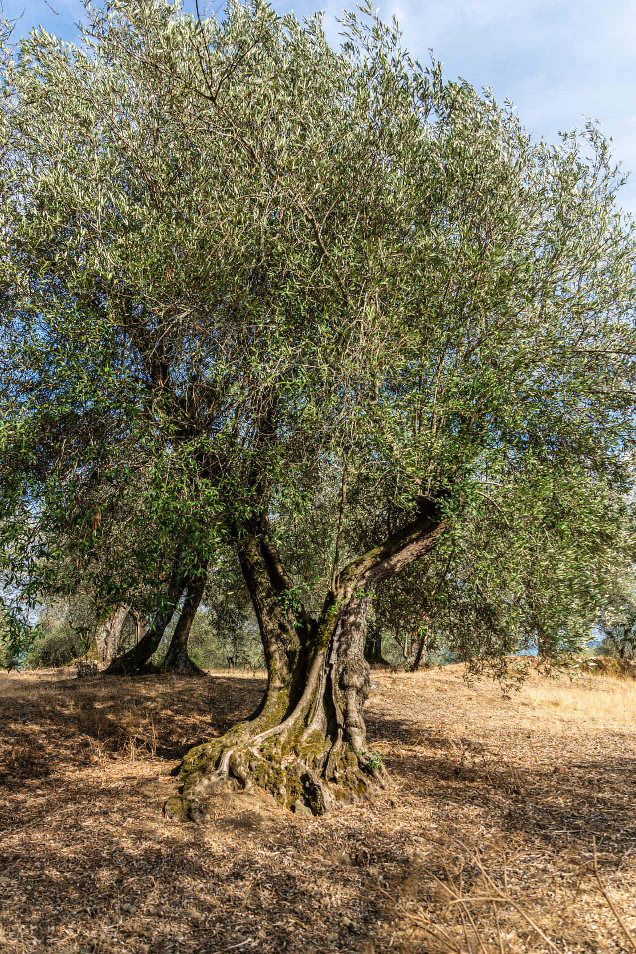 Olive Branch Wallpaper  Magnolia