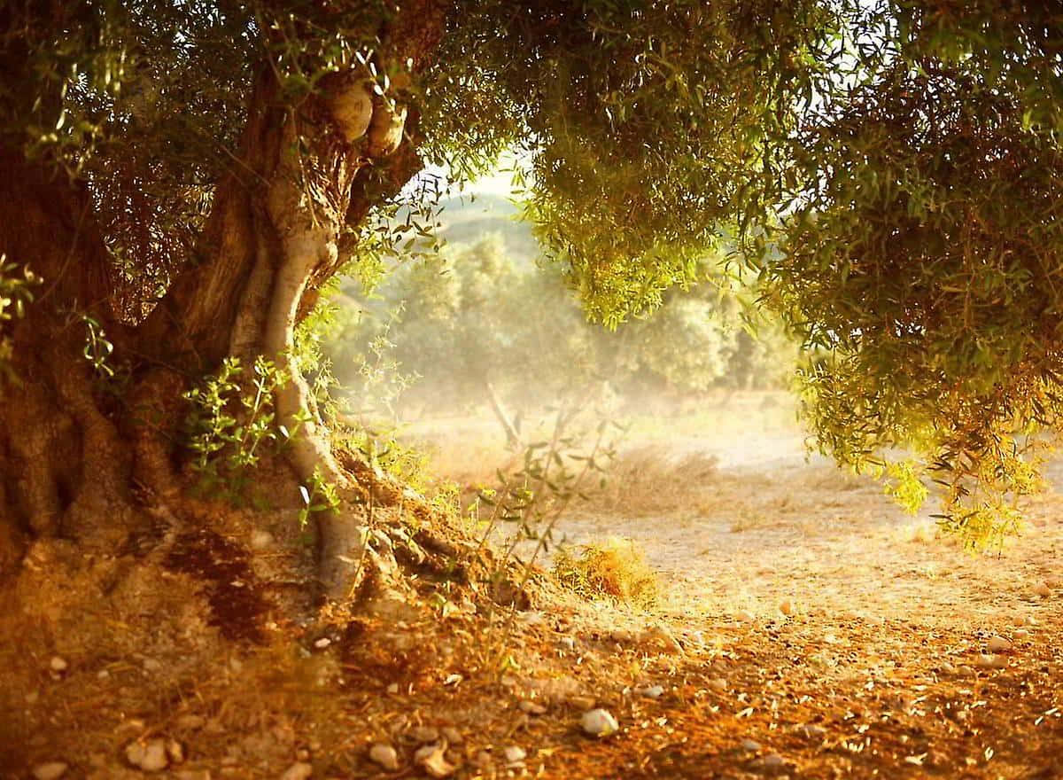 Ennärbild Av En Olivträd I En Solbelyst Fält. Wallpaper
