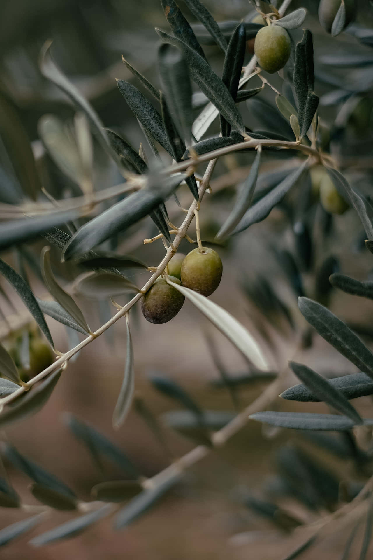 Olives On A Tree Branch Wallpaper