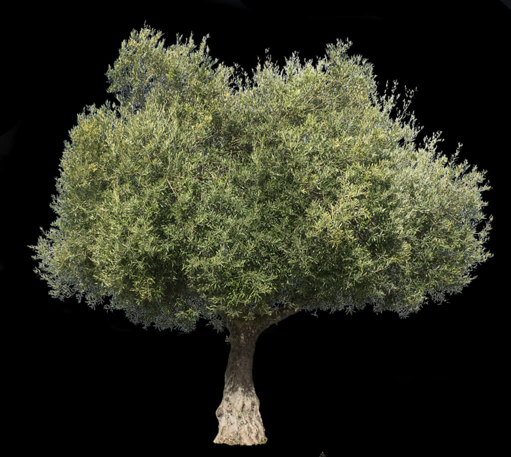 Olive Tree Isolatedon Black PNG