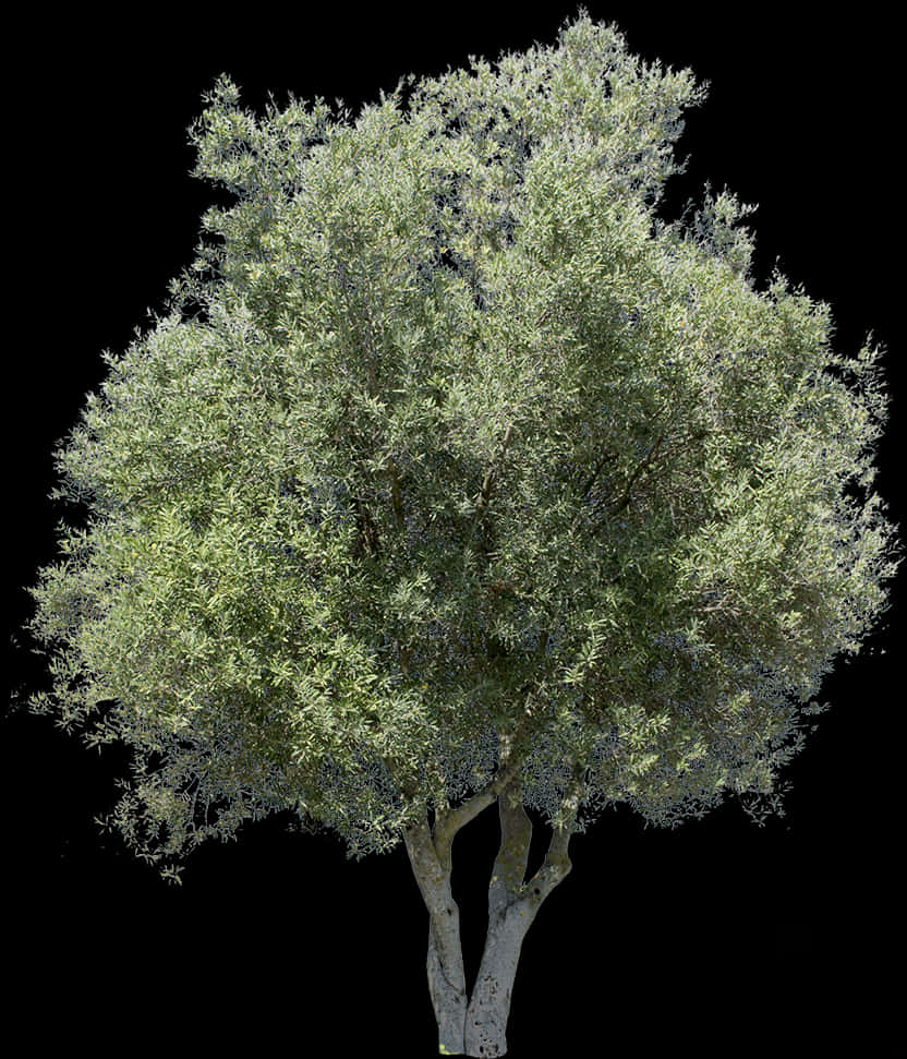 Olive Tree Isolatedon Black Background PNG
