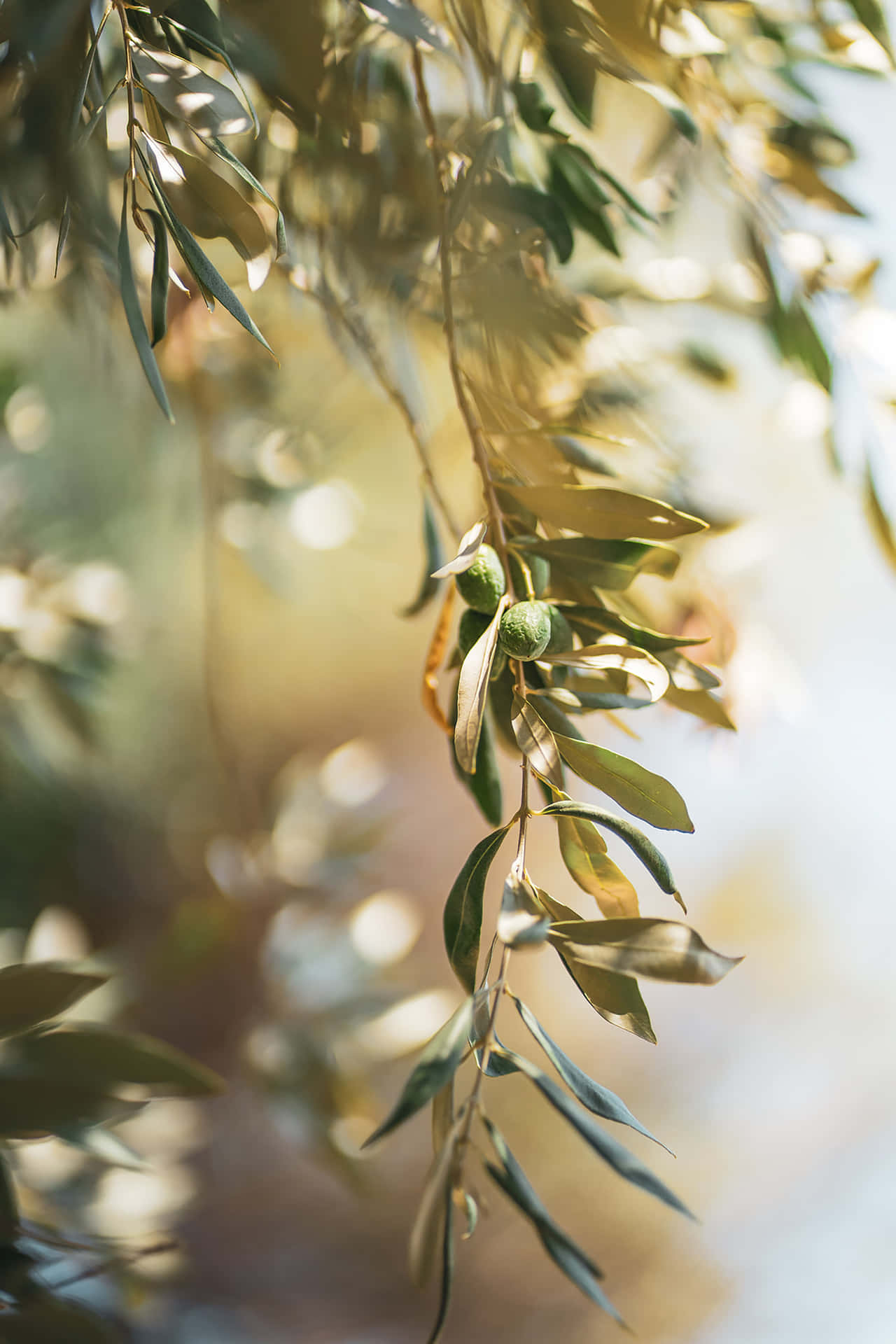 En mark af oliventræer, der skinner i Middelhavets sol Wallpaper