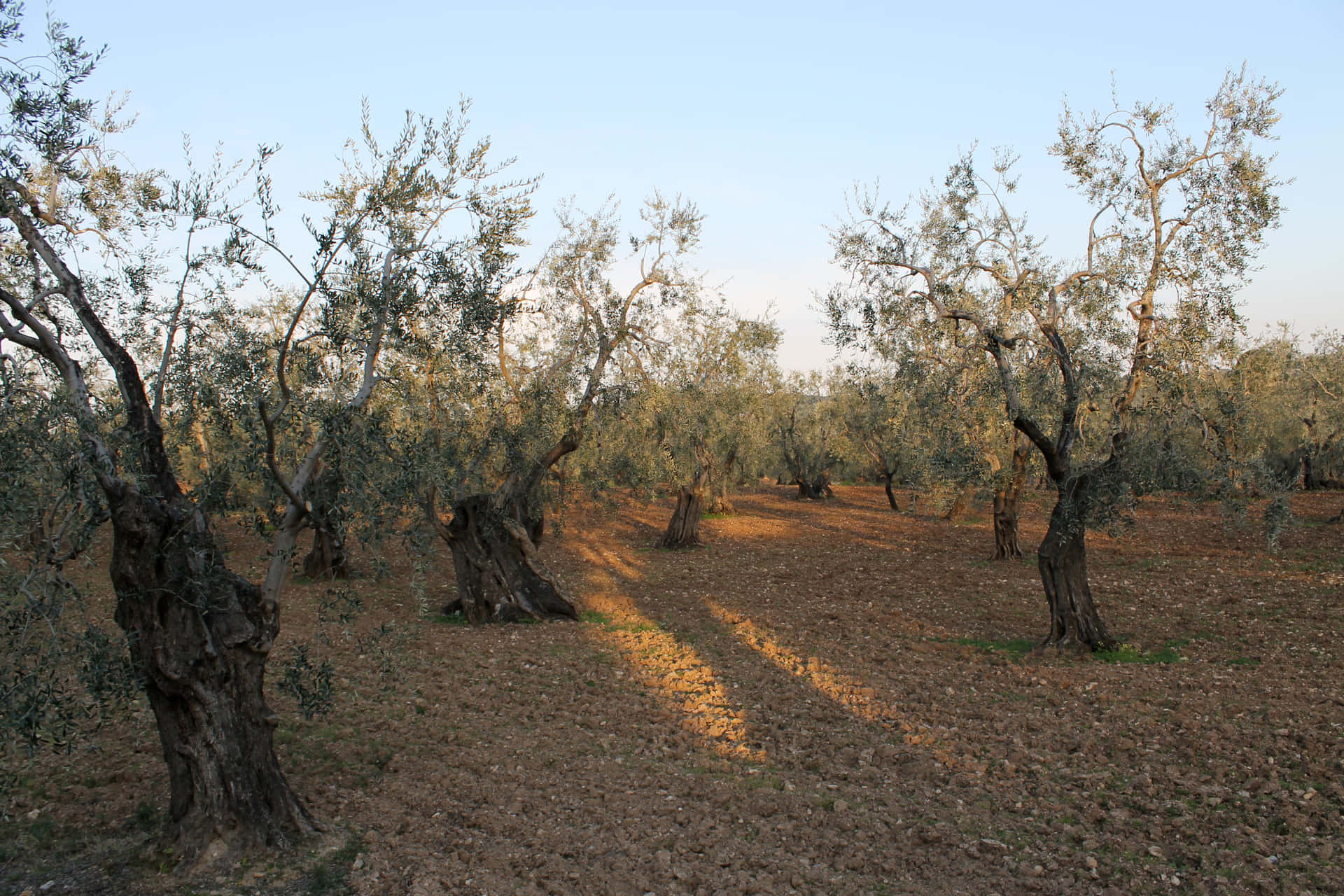 "The beauty of an ancient olive tree" Wallpaper