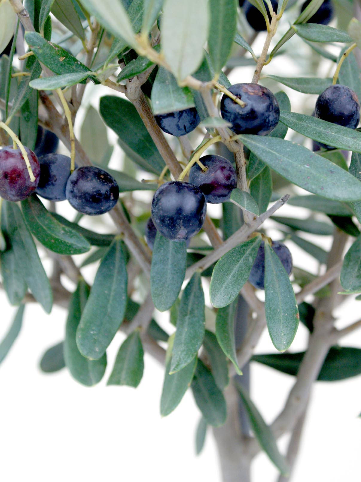 Olivenbaumnatur Pflanze Wallpaper