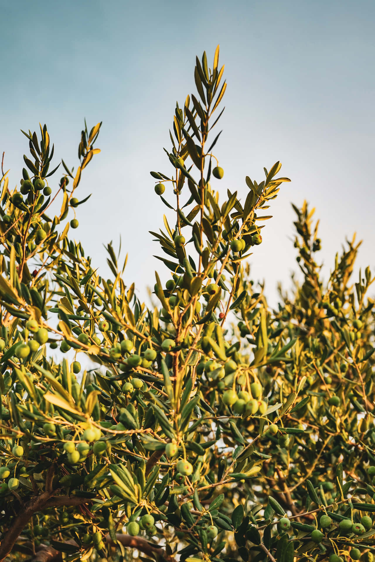 A field of olive trees in the countryside Wallpaper