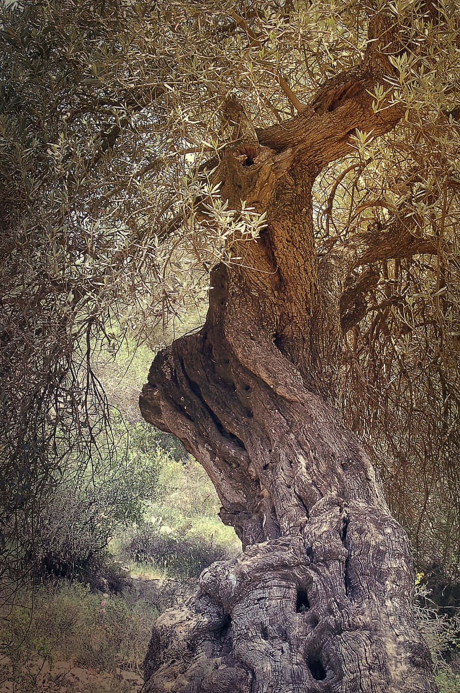 An Uplifting View of an Olive Tree Wallpaper