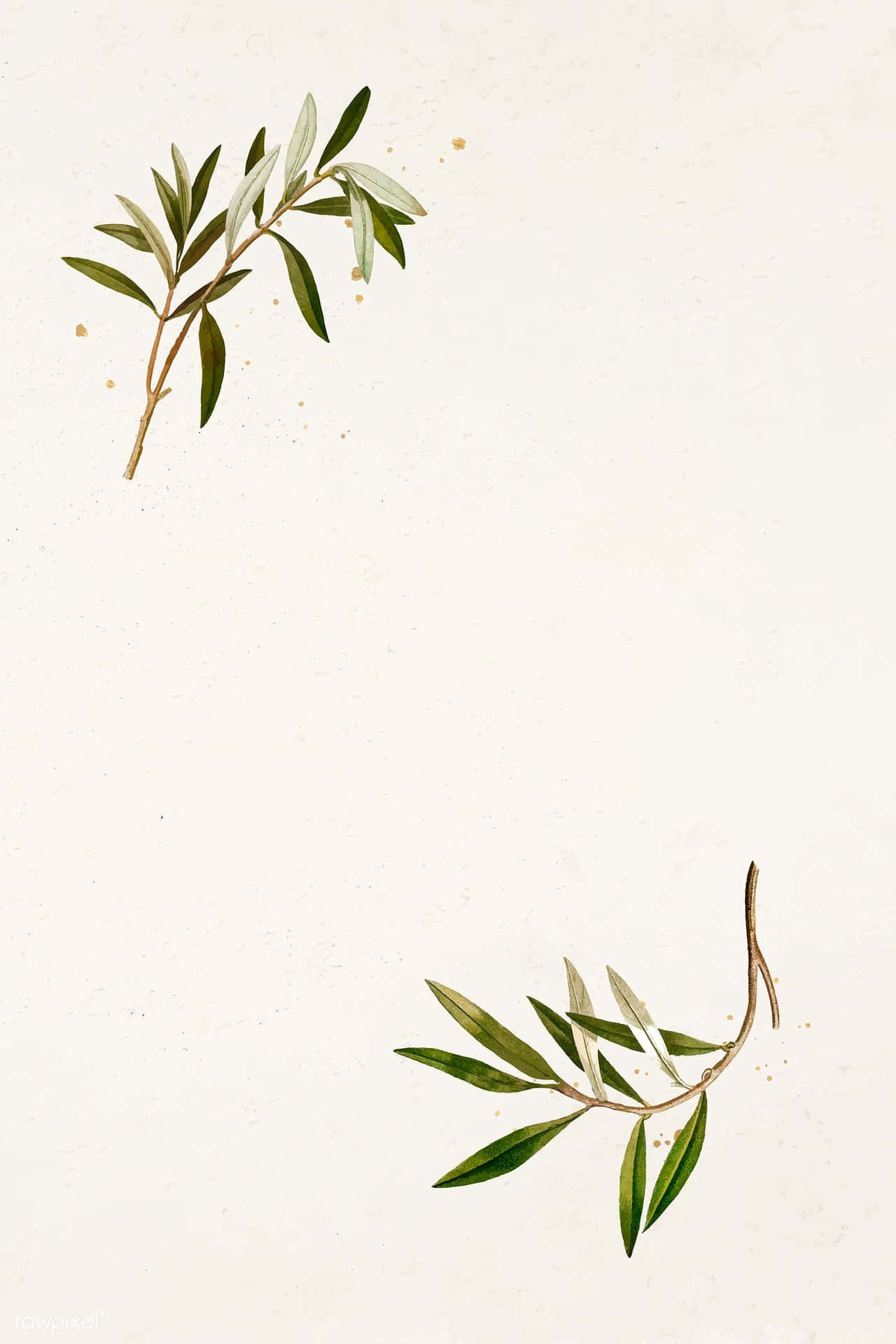 Skönhetenoch Styrkan Hos Ett Olivträd Wallpaper