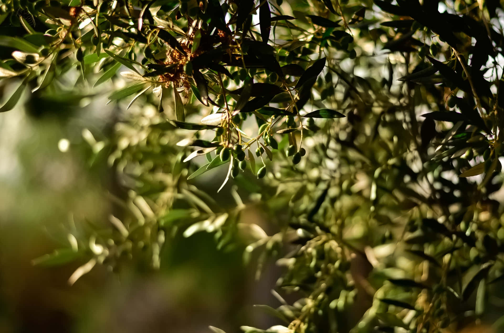 En lækker grøn Oliven træ vokser i perfekt symmetri. Wallpaper