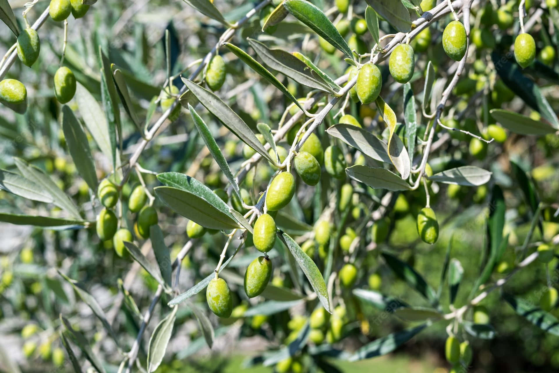 The Olive Tree stands as a symbol of strength, resilience and renewal. Wallpaper