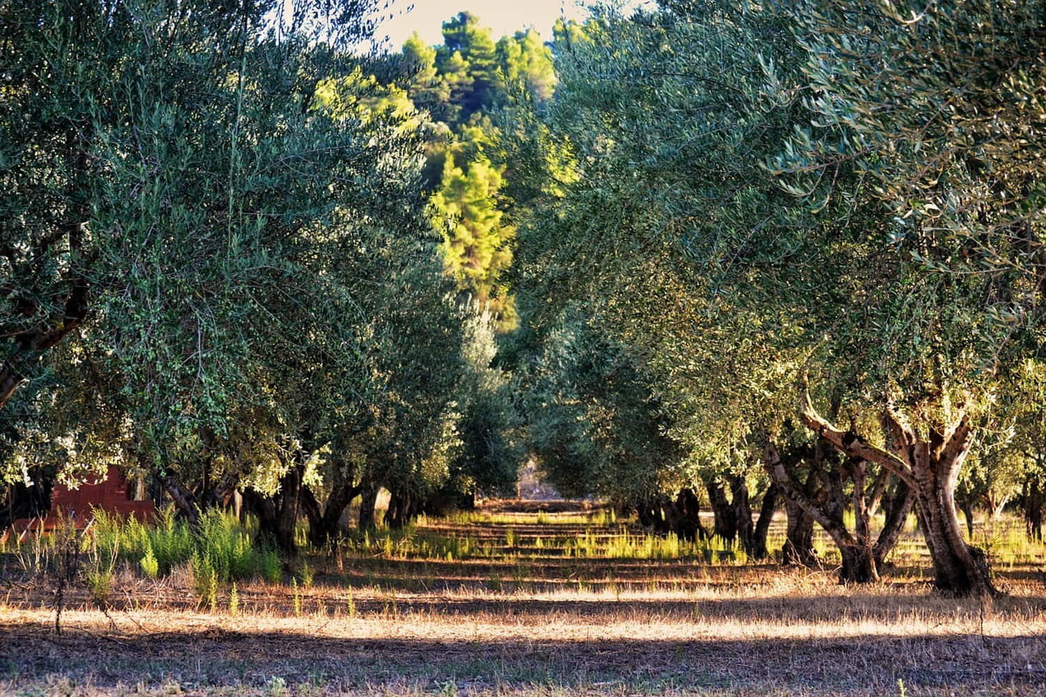 Olive Tree 1500 X 1000 Wallpaper