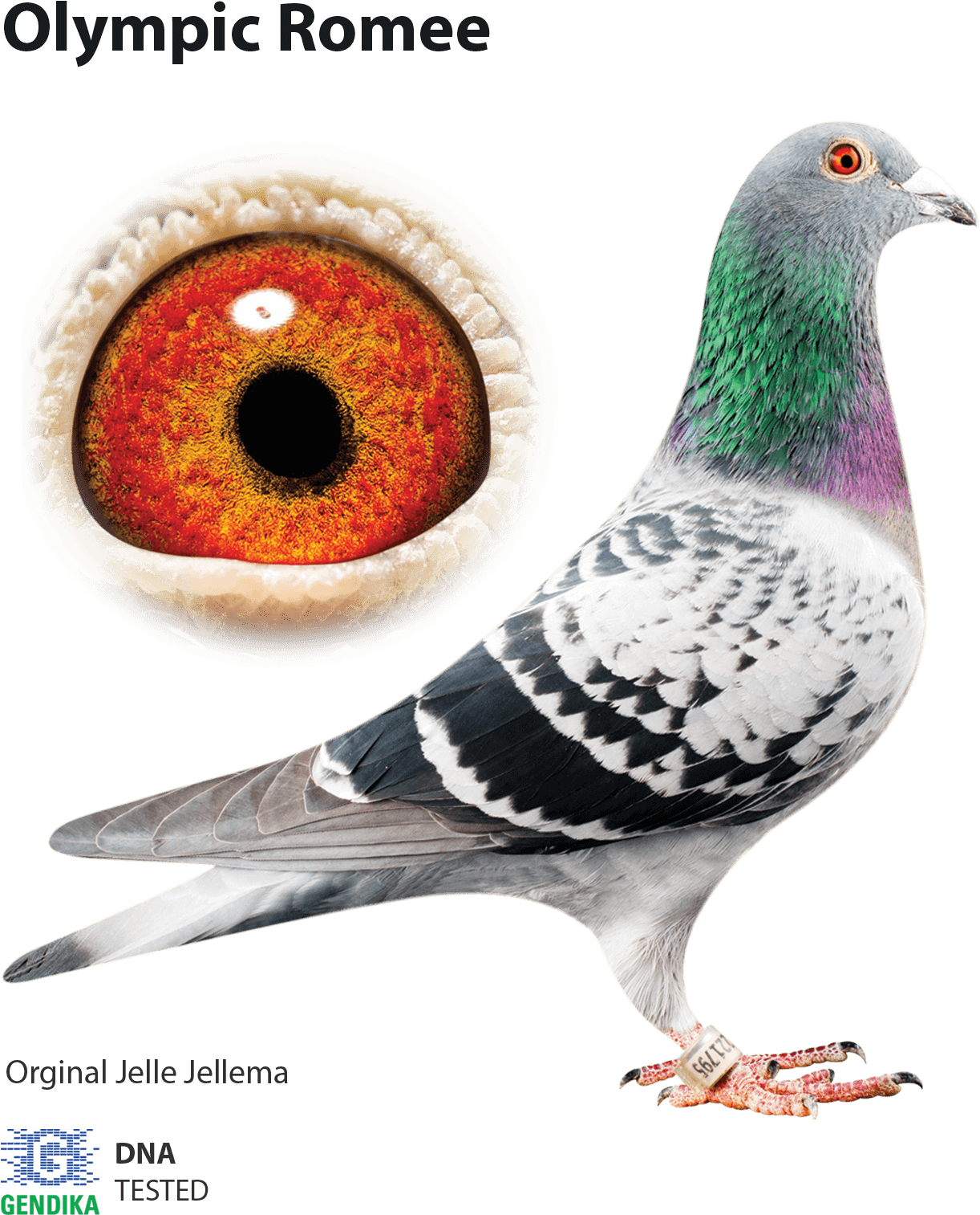 Olympic Romee Pigeon Portrait PNG