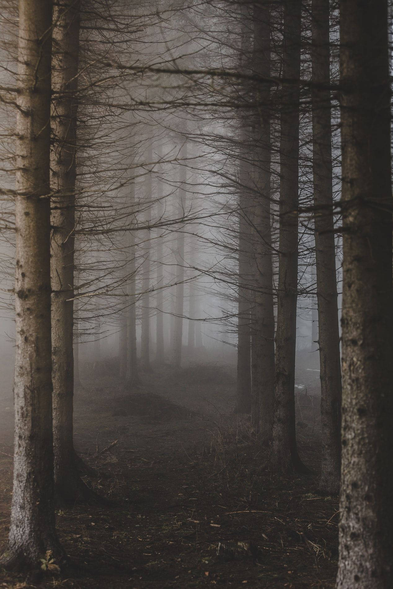 Ominous Foggy Forest With Bare Trees Wallpaper