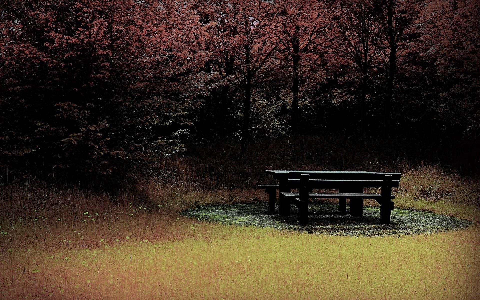Ominous Forest Bench Wallpaper